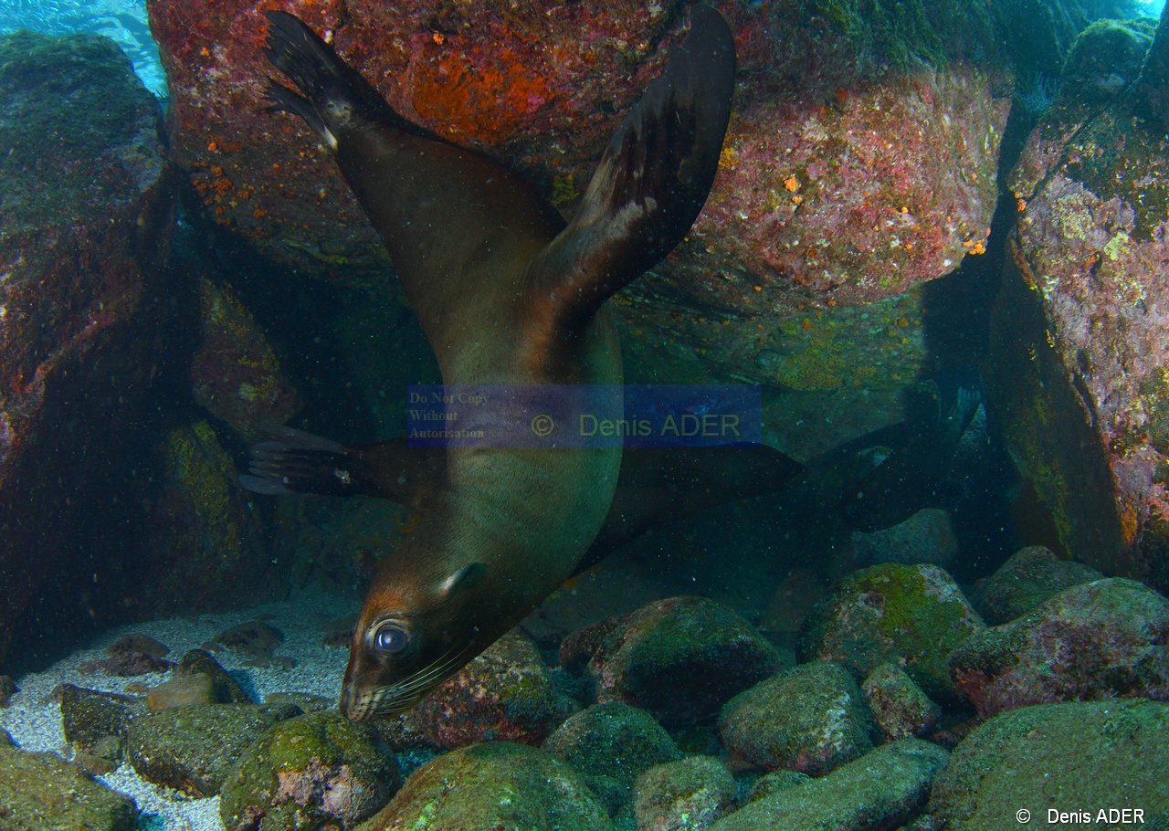 Zalophus californianus Otarie de Californie ambiance-La Paz Los Islotes Arche-14m-20181027-Denis-ADER-DSC_0597_tn.jpg